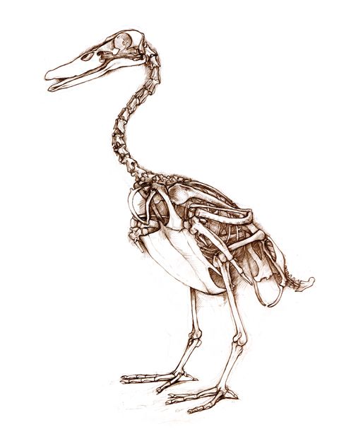 The Unfeathered Bird